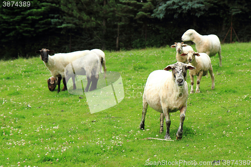 Image of sheep from Jeseniky mountains