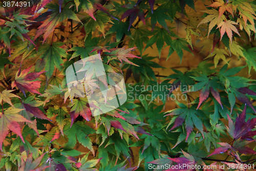 Image of autumn leaves background