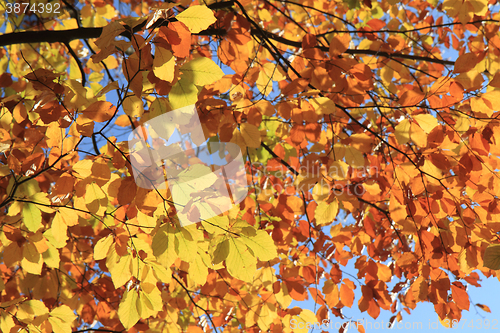 Image of autumn leaves background