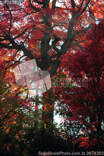 Image of color autumn forest 