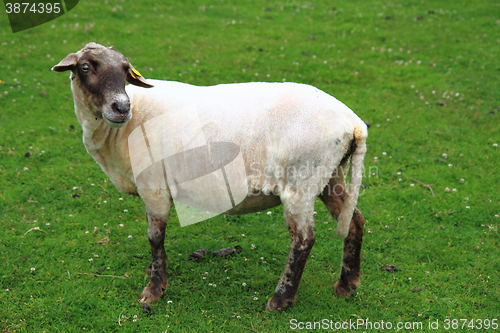 Image of sheep from Jeseniky mountains