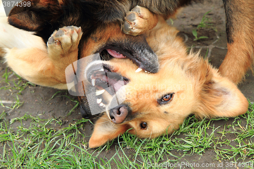 Image of two fighting dogs