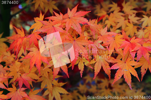 Image of autumn leaves background
