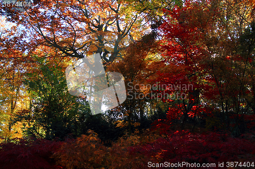 Image of color autumn forest 