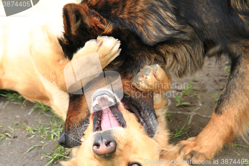 Image of two fighting dogs