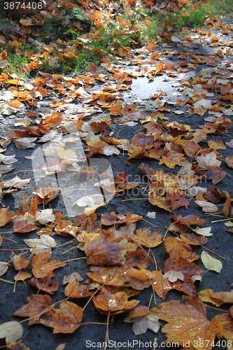 Image of autumn leaves background