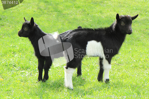 Image of black goat babies in the grass