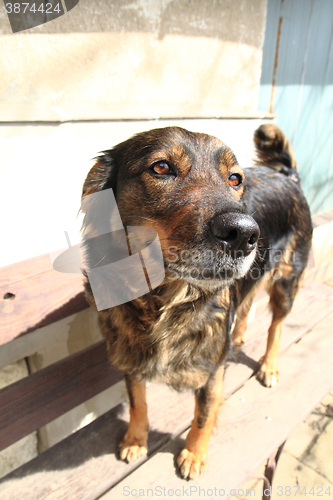 Image of sweet home dog
