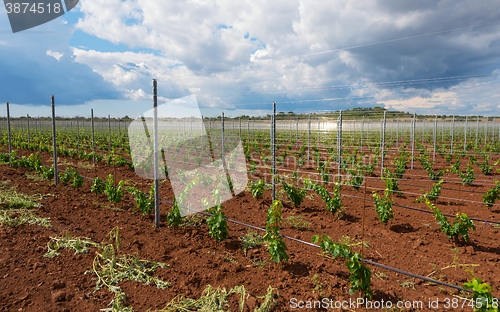 Image of Viticulture with grape saplings