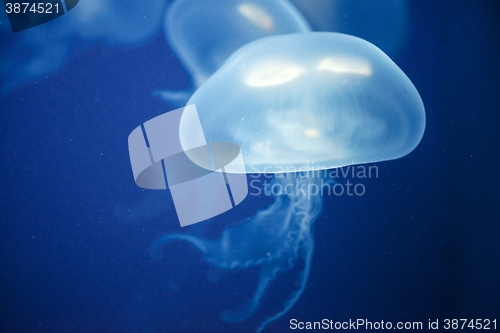 Image of Jellyfish Underwater moving around