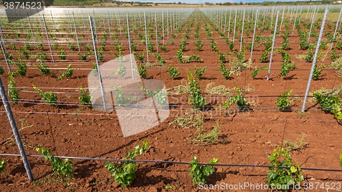 Image of Viticulture with grape saplings