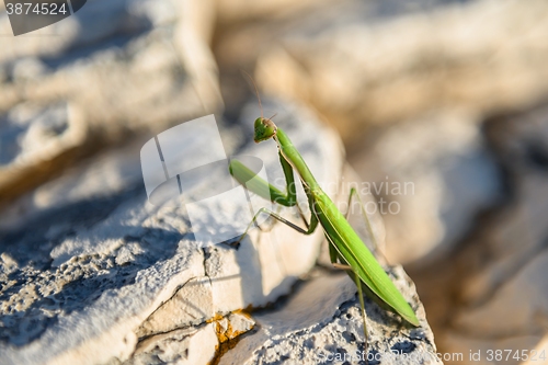 Image of Praying Mantis on rocks