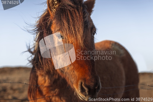 Image of Brown horse closeup
