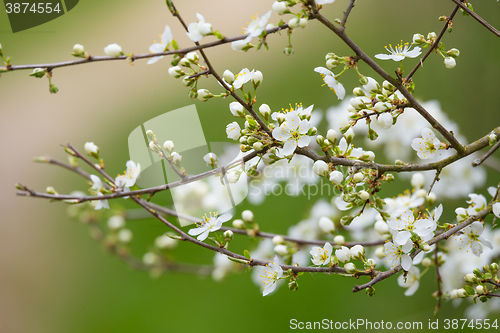 Image of Blossom tree in spring with very shallow focus