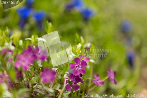 Image of pink flowers for natural background