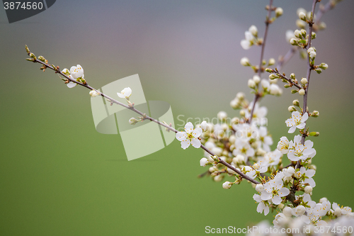 Image of Blossom tree in spring with very shallow focus