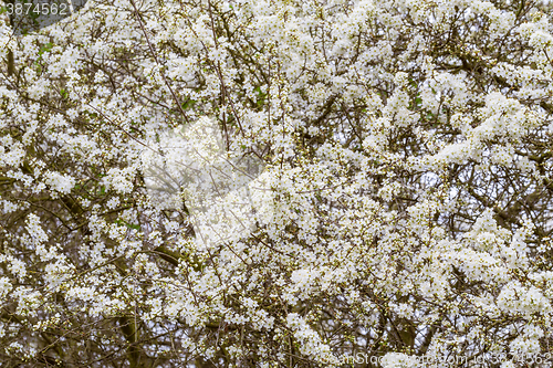 Image of Blossoming tree in spring with very shallow focus