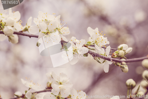 Image of Blossoming tree in spring with very shallow focus