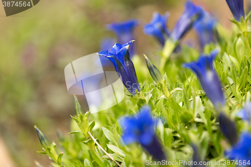 Image of Trumpet gentiana blue spring flower in garden