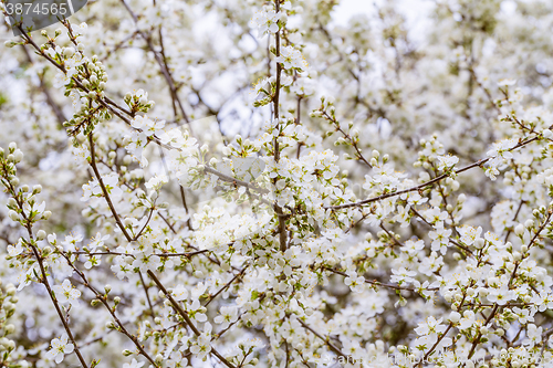 Image of Blossoming tree in spring with very shallow focus