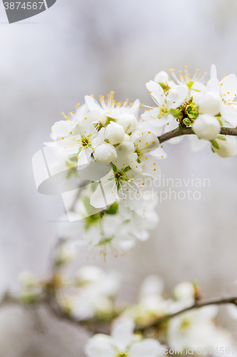 Image of Blossoming tree in spring with very shallow focus