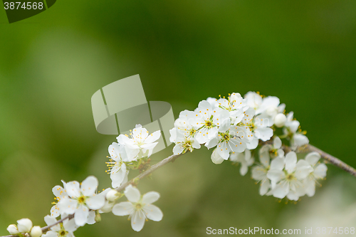 Image of Blossom tree in spring with very shallow focus