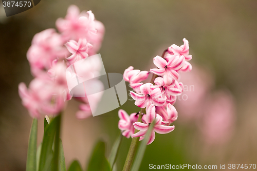 Image of pink hyacinth flower