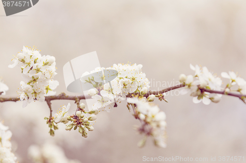 Image of Blossoming tree in spring with very shallow focus