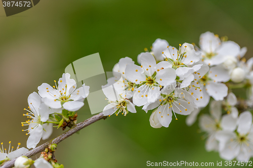 Image of Blossom tree in spring with very shallow focus