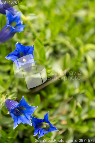 Image of Trumpet gentiana blue spring flower in garden