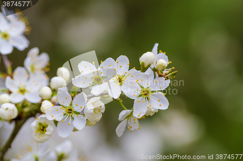 Image of Blossom tree in spring with very shallow focus