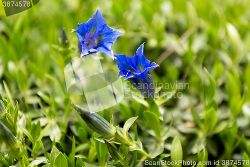 Image of Trumpet gentiana blue spring flower in garden