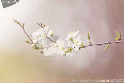 Image of Blossoming tree in spring with very shallow focus