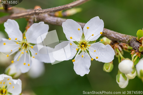 Image of Blossom tree in spring with very shallow focus
