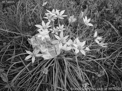 Image of Star of Bethlehem flower