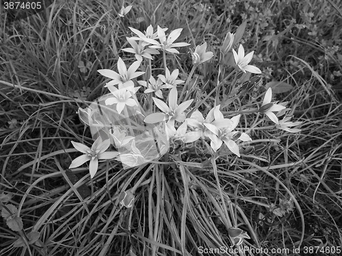 Image of Star of Bethlehem flower