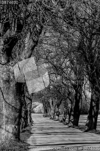 Image of asphalt road and tree alley