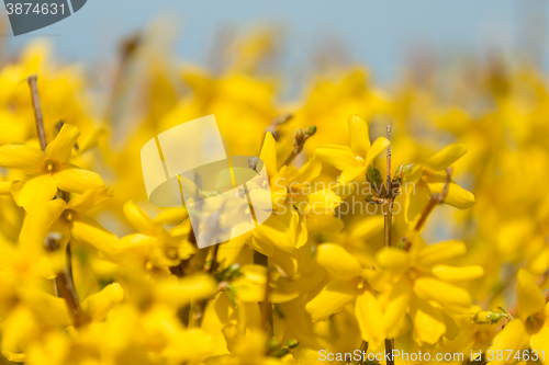 Image of Yellow blossoms of forsythia