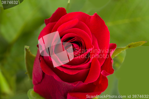 Image of fresh red rose