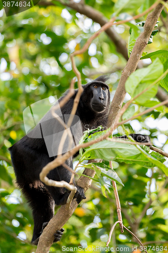 Image of Celebes crested macaque, Sulawesi, Indonesia