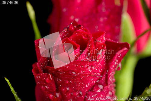 Image of fresh red rose on black