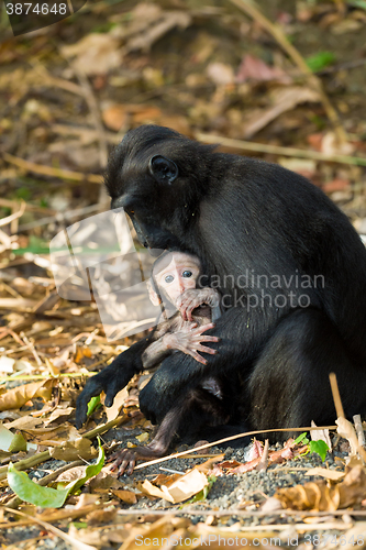 Image of Celebes crested macaque, Sulawesi, Indonesia