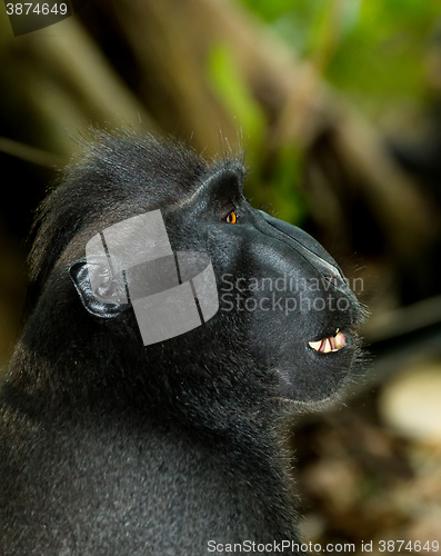 Image of portrait of Celebes crested macaque