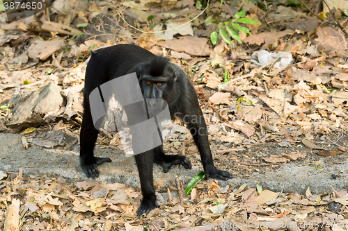 Image of Celebes crested macaque, Sulawesi, Indonesia