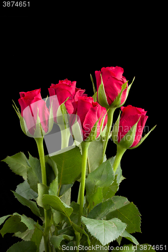 Image of fresh red rose on black