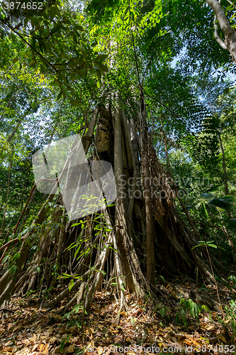 Image of massive tree is buttressed by roots Tangkoko Park