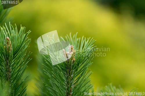 Image of conifer with shallow focus for background