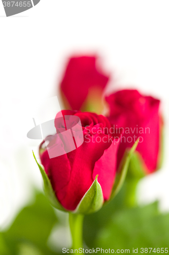 Image of Bouquet of fresh red roses