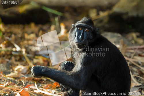 Image of Celebes crested macaque, Sulawesi, Indonesia