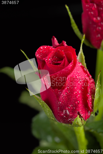 Image of fresh red rose on black